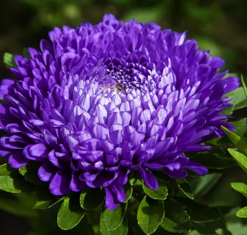 Vista 7 de Más de 200 semillas de flores de Aster Arco iris Flor Jardín Hogar Fragante Marip