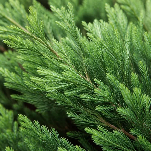 Vista 3 de Andorra Compacta Juniper - 30 plantas vivas - Cubierta de suelo de hoja perenne resistente al frío tolerante a la sequía