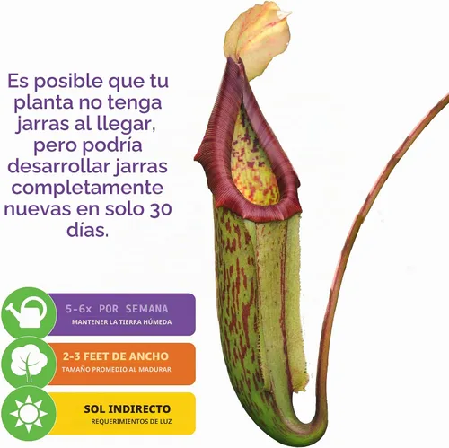 Vista 4 de Planta carnívora Miranda Nepenthes Miranda - Planta inicial de Wellspring Gardens - Tropical única y exótica para cultivo y plantación