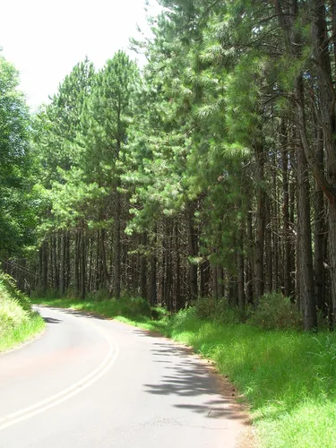 Vista 4 de Loblolly Pine Tree Semillas Premium Pinus taeda Plants' (Premium Seeds, 1000)
