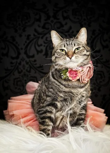 Vista 2 de Tutu.kk Falda tutú para niña pequeña con funda para pañales, vestido de tutú suave para bebé de 0 a 36 meses con diadema de flores 1-Beansand