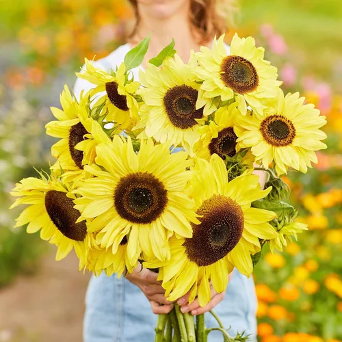 Vista 5 de Eden Brothers Semillas de girasol - Autumn Beauty