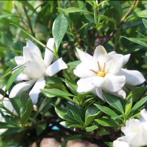 Vista 5 de Brussel”s Bonsai - Árbol bonsai de Gardenia viva para exteriores Árbol bonsái vivo, gardenia, al aire libre, 4 años, 6-8 pulgadas de alto, fácil