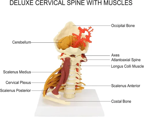 Vista 4 de Modelo de columna cervical, modelo espinal humano extraíble, para médico, paciente, comunicación, ciencias, aula, estudio, exhibición