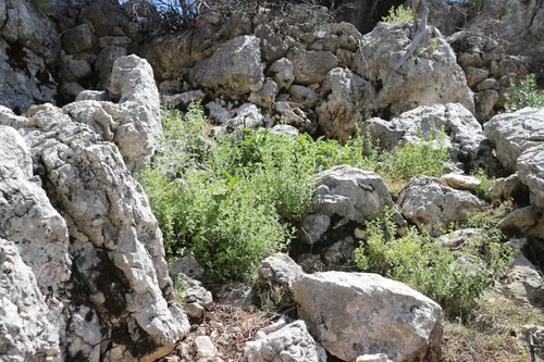 Vista 6 de PURELY WILD Extra Power - Gotas líquidas de aceite de orégano – Fórmula mediterránea cosechada silvestre del Dr. Cass Ingram – Vulgare de Origanum