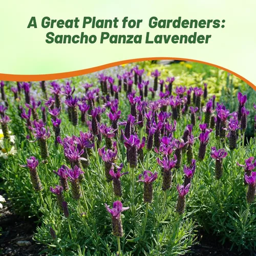 Vista 6 de Outsidepride Sancho Panza - 50 semillas de hierbas perennes, tolerantes a la sequía y aptas para polinizadores para plantar flores fragantes