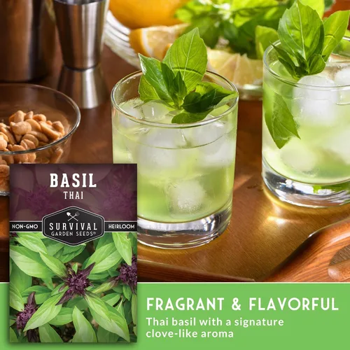 Vista 4 de Semillas de albahaca tailandesa para plantar – Albahaca dulce tailandesa con sabor a anís para cocina asiática – Semillas de hierbas tradicionales