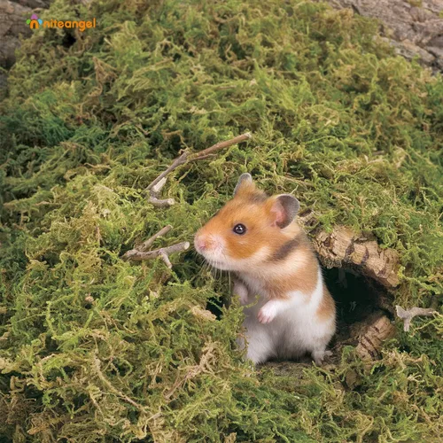 Vista 3 de Niteangel Cama de musgo natural suave de musgo de bosque de 5L para hámsters sirios enanos, jerbos, ratones, degus u otros animales pequeños