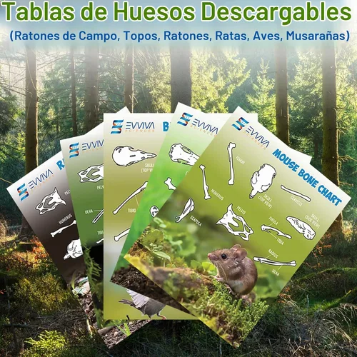 Vista 4 de Amazing Owl - Kit de disección de pellets de búho – Juego de pellets de búho de 10 piezas para proyectos de laboratorio científico – con pinzas