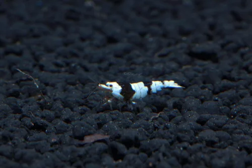 Vista 10 de Camarones vivos para acuario de agua dulce - Caridina (Black King Kong, 5 unidades)