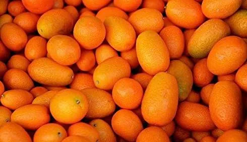 Vista 2 de Kejora Kumquats frescos 2 libras