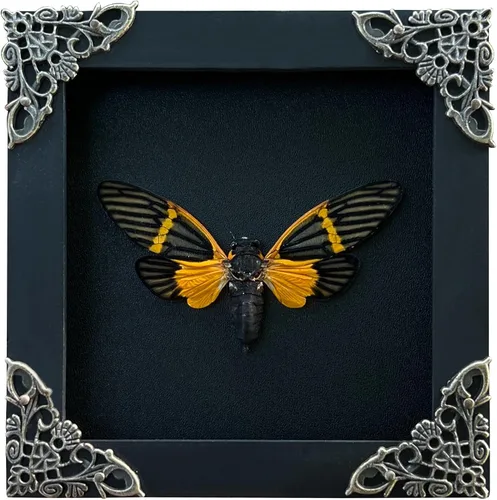 Vista 105 de 2 Real Dragonfly Specimens Shadow Box Framed Insect Display Oddities Curiosities Entomology Collection Natural History Wall Decor Gift for Nature