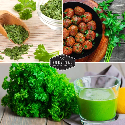 Vista 4 de Colección de semillas de perejil – 3 variedades: semillas de perejil italiano, rizadas, de hoja plana para plantar en interiores o exteriores