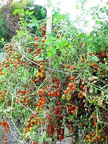 Vista 4 de Más de 30 semillas de tomate de grosella y guisantes dulces, sin OMG, extra dulce y de gran rendimiento, bajo en ácido, indeterminado, polinizado