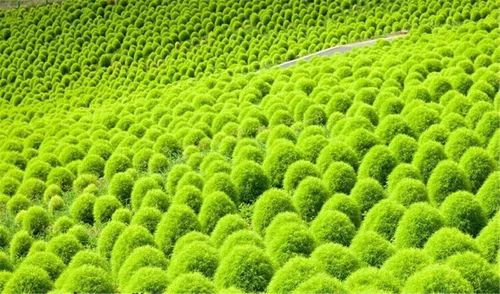 Vista 2 de 200 semillas de arbusto verde Kochia Scoparia/Arbusto ardiente/Arbusto Fireweed mexicano