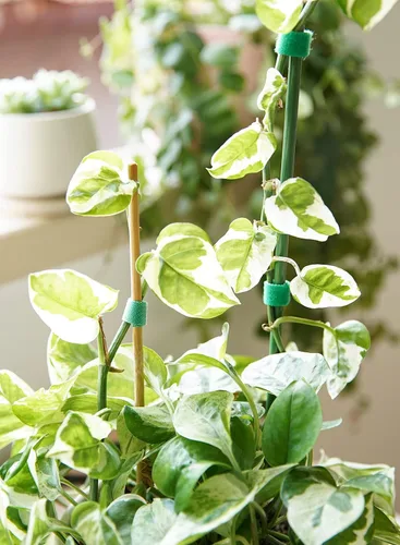 Vista 8 de LE TAUCI Lazos para plantas, cinta de jardín para plantas, soporte reutilizable ajustable más grueso para el crecimiento, agarre fuerte, enredaderas