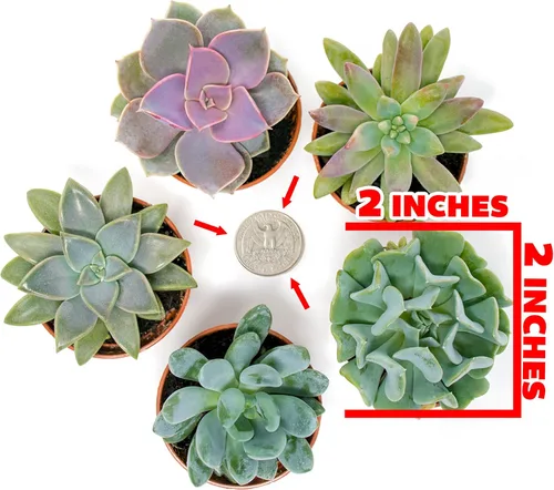 Vista 7 de Plantas suculentas vivas (paquete de 6) plantas suculentas en maceta, plantas vivas de interior, plantas de interior vivas, plantas