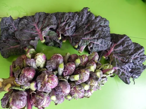 Vista 4 de Más de 100 semillas de coles de Bruselas Rosella Col - Vegetal Púrpura