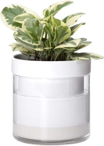 Vista 26 de Phoenix Vine Maceta de riego automático de 4 pulgadas, maceta de arcilla de terracota con depósito de vidrio para plantas de interior, hierbas