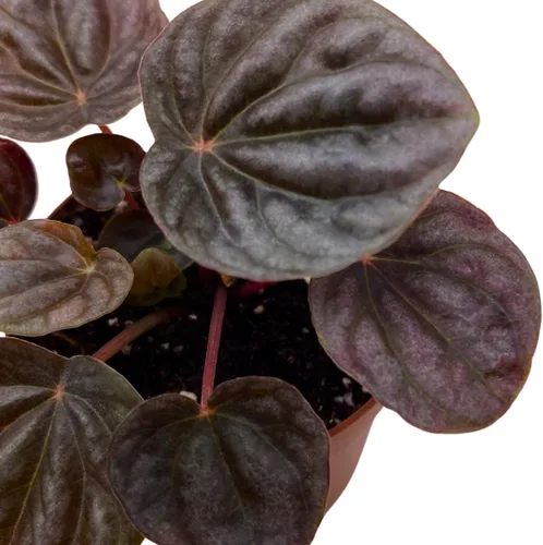 Vista 8 de BubbleBlooms Peperomia caperata roja, ondulación esmeralda roja, escarcha, platino, en una maceta de 2 pulgadas Tiny Mini Pixie Plant