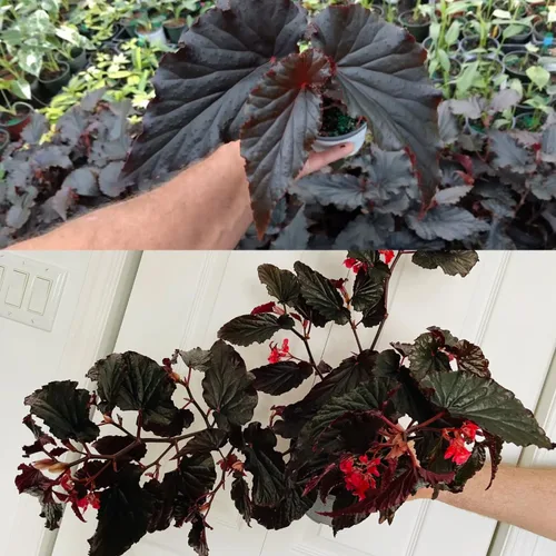 Vista 3 de Juego de 2 plantas vivas de begonia, plantas raras de begonia para colgar, canasta colgante ornamental de 5"-9" de alto (Ala de Ángel Negro)