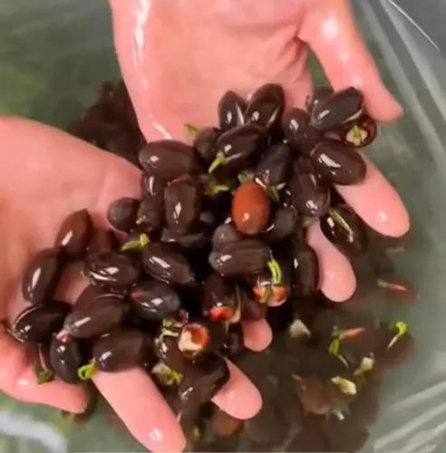Vista 9 de 25 semillas de loto bonsái, tazón de semillas de loto, flor de lirio de agua. Mezcla acuática comestible, semillas de loto ideales para principiantes