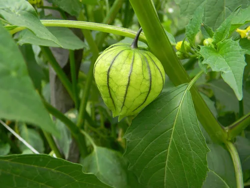 Vista 2 de Vegetal Cape Gooseberry Goldenberry Green Physalis - 150 Semillas