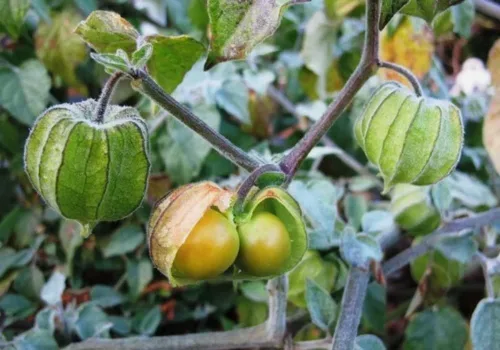 Vista 3 de 100 semillas de grosella espinosa del cabo, semillas raras de cereza molida en primavera