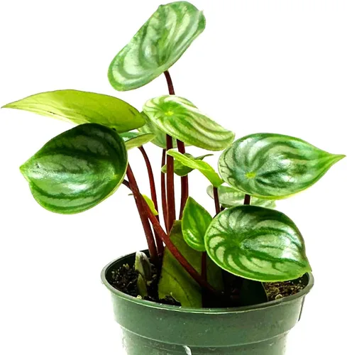 Vista 13 de Peperomia Ecuador Live Plant - Pet-Safe Indoor Decor