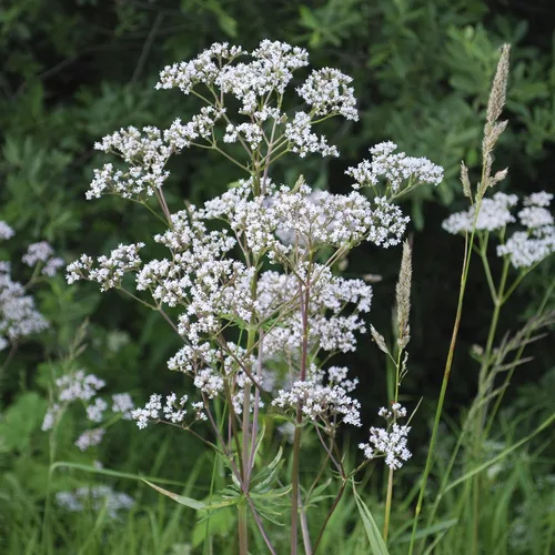 Vista 2 de Outsidepride Semillas de anís Pimpinella, 1000 piezas anuales fáciles de cultivar, dulces y altamente aromáticas semillas de hierbas ornamentales