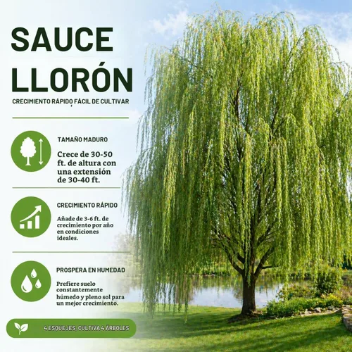 Vista 4 de 4 esquejes de sauce llorón verde brillante, cultive 4 árboles - raíz de sauce llorón de Wisconsin