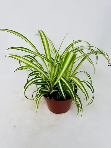Vista 2 de Planta de araña oceánica, fácil de cultivar, maceta de 4 pulgadas que limpia el aire