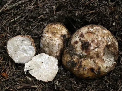 Vista 5 de Más de 100 hongos de trufa blanca Esporas de desove micelio - Gris hongo
