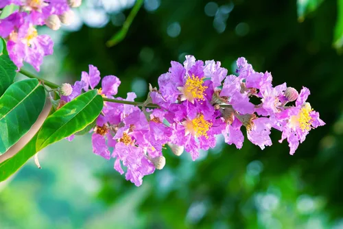 Vista 2 de 35 Lila Claro Púrpura Crepe Mirto Lagerstroemia Arbusto Floración Arbusto Semillas de árbol pequeño