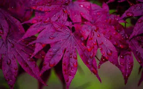 Vista 6 de Bloodgood Árbol de arce japonés rojo - Planta viva de 2 años - Acer palmatum 'Bloodgood' por - Japanese Maples and Evergreens