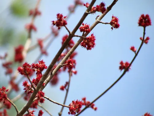 Vista 5 de Northern Red Maple Tree Semillas Premium Acer rubrum 'Fall' Plants'® (Premium Seeds, 10)