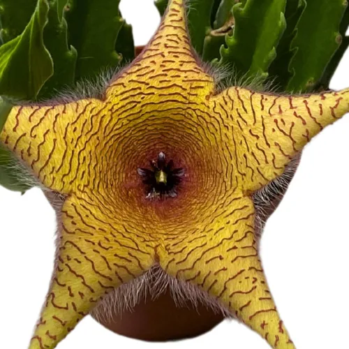 Vista 4 de BubbleBlooms Stapelia gigantea, flor gigante de estrella de mar, huernia rara, planta gigante carroñera zulú, maceta de 4 pulgadas