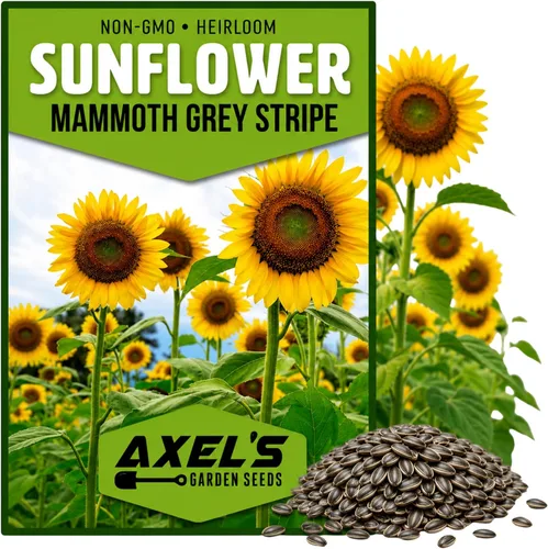 Vista 9 de Semillas de girasol gigante para plantar – Cultiva girasoles gigantes en tu jardín – 50 semillas de reliquia sin OGM – Instrucciones completas