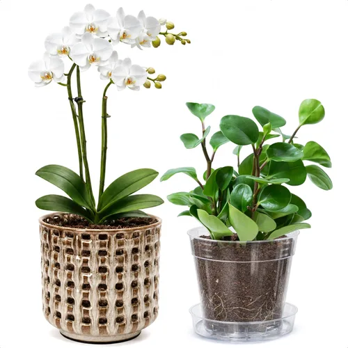 Vista 9 de D'vine Dev Orchid Pot, Clear Pot & Saucer, Smoked White, 6.7 in, 28-A-Y-1 Blanco ahumado
