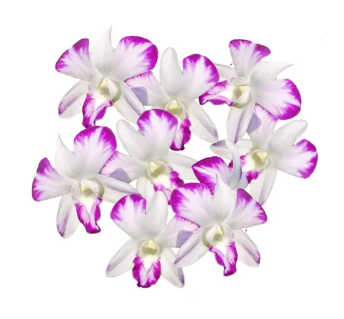 Vista 13 de Miami Fresh Orchid Flower OrchidClub USA Sunne Tropical Cabeza de floración suelta DIY Lei comida bebida decoración púrpura (Queen Purple Sonia 50)