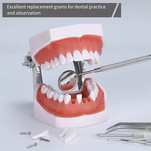 Vista 4 de 32 piezas de dientes extraíbles para dientes Typodont modelo compatible con Kilgore Nissin para enseñanza, estudio