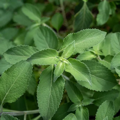 Vista 9 de Plant Good Seed Colección de semillas orgánicas de albahaca sagrada Tulsi, 3 paquetes/200 semillas cada una, semillas tradicionales de Kapoor, Rama
