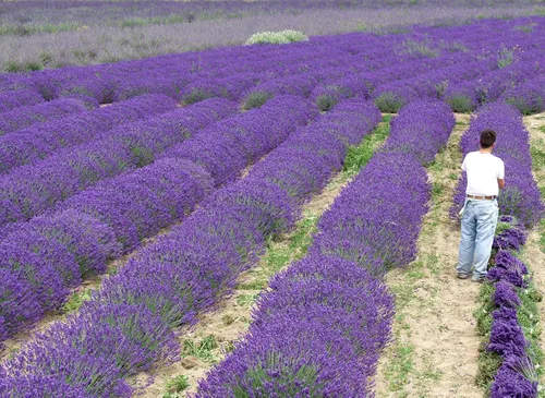 Vista 2 de Plantas de lavanda, lavanda, (Lavender Provence)