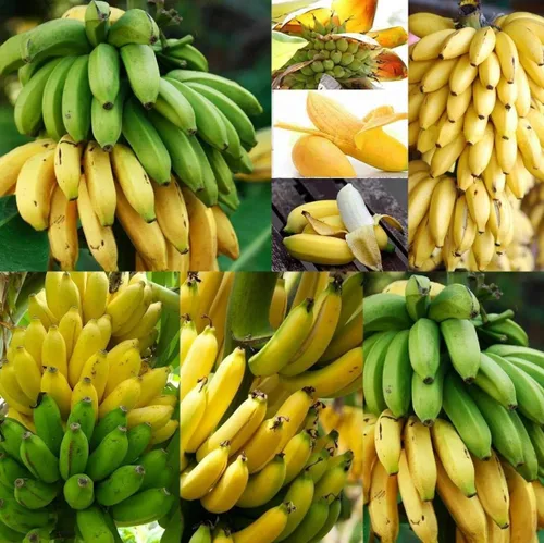 Vista 5 de Semillas de frutas para plantar - Semillas de frutas de jardín (caqui americano - 10 semillas)