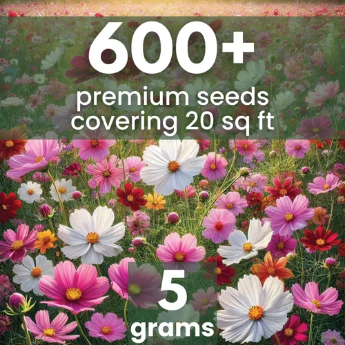 Vista 2 de Crazy Cosmos Mix - Sobre grande de 0.18 oz - 600 semillas de flores para plantar - Cosmos bipinnatus