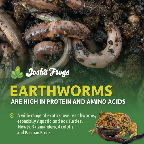 Vista 2 de Josh's Frogs Nightcrawlers/Earthworms - 'Lumbricus terrestris' (8 oz)