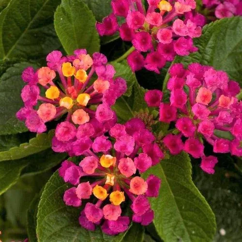 Vista 2 de Lantana - Planta viva para plantar al aire libre, juego de 2 plantas Lantana vivas, de 4 a 7 pulgadas de alto, plantas perennes Lantana, listas
