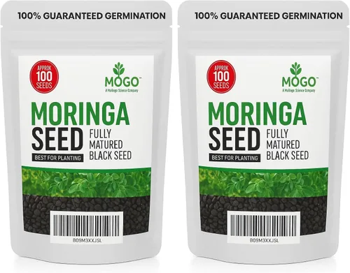 Vista 7 de 100 Semillas de Moringa Aproximadamente Semillas de Moringa para Plantar Comestibles, Excelente Germinación Grado Premium PKM1 Semillas