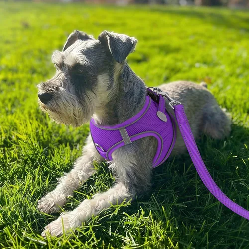 Vista 43 de Joytale Arnés para Perros Pequeños, Chaleco de Malla Transpirable Step-in, Arneses Acolchados Suaves Reflectantes para Gatos y Perros Cachorros