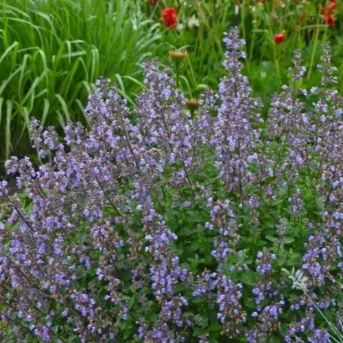 Vista 5 de Catmint Seeds- 'Blue Wonder'-(Nepeta Mussinii)-Compactas, tolerantes al calor, perenne (50 semillas)